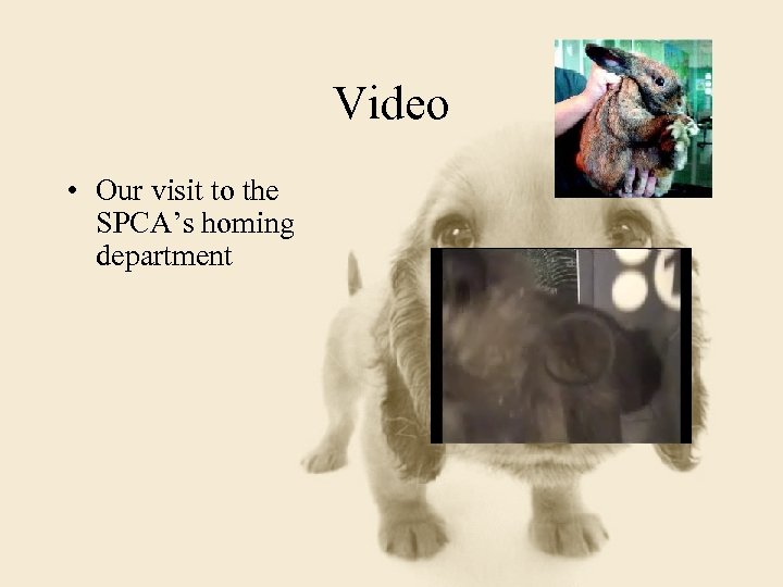 Video • Our visit to the SPCA’s homing department 