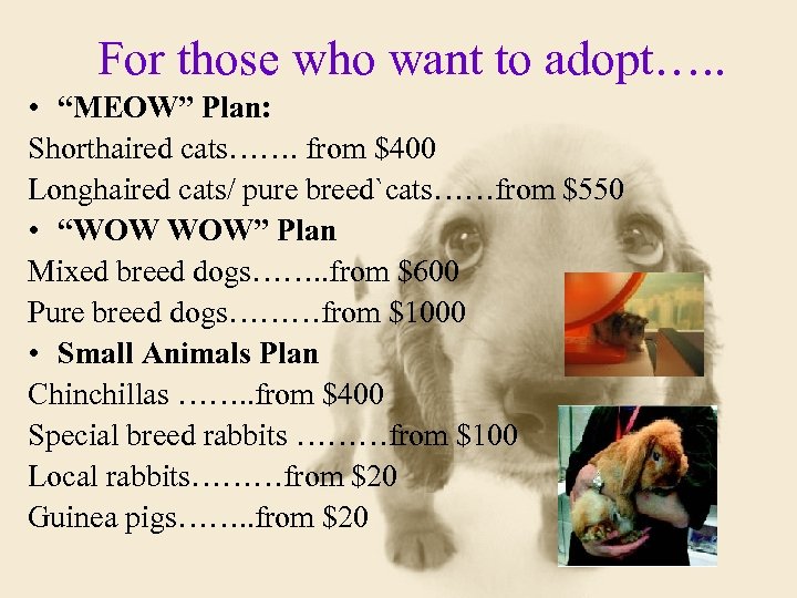For those who want to adopt…. . • “MEOW” Plan: Shorthaired cats……. from $400