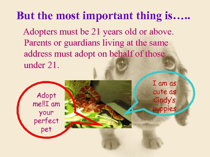 But the most important thing is…. . Adopters must be 21 years old or