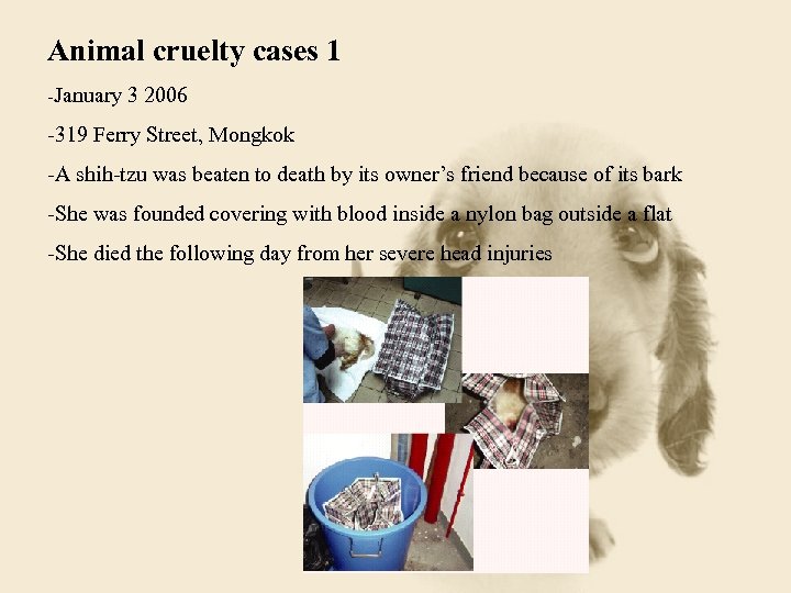 Animal cruelty cases 1 -January 3 2006 -319 Ferry Street, Mongkok -A shih-tzu was