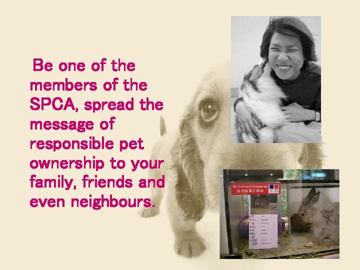 Be one of the members of the SPCA, spread the message of responsible pet