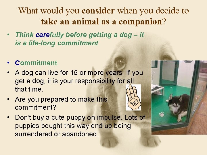 What would you consider when you decide to take an animal as a companion?