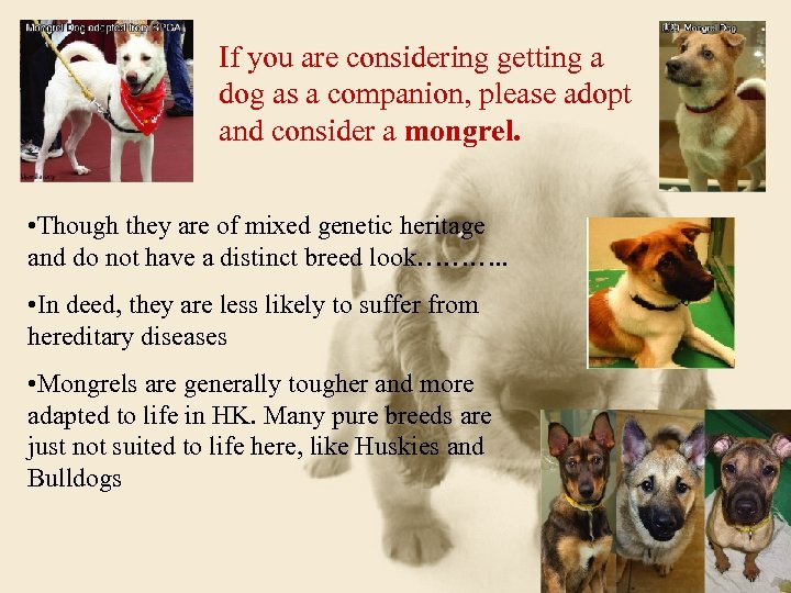 If you are considering getting a dog as a companion, please adopt and consider
