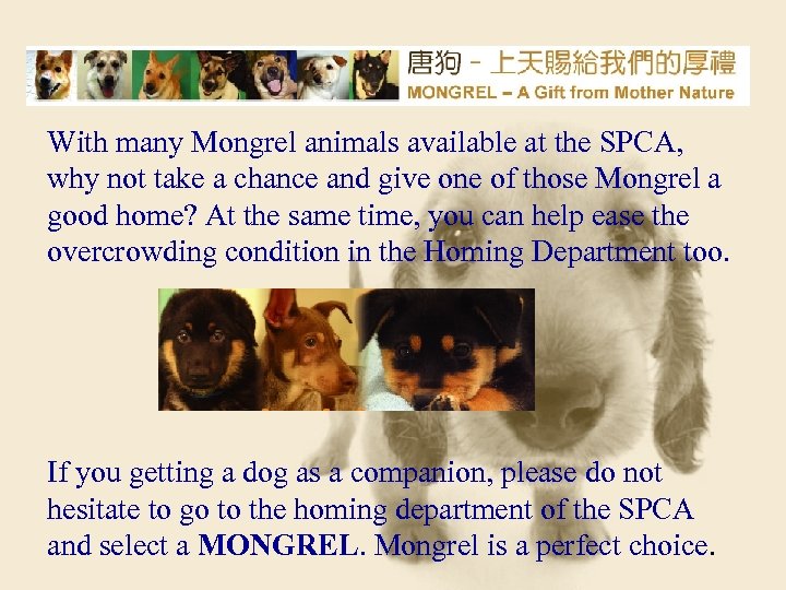 With many Mongrel animals available at the SPCA, why not take a chance and