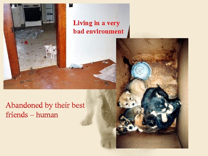 Living in a very bad environment Abandoned by their best friends – human 
