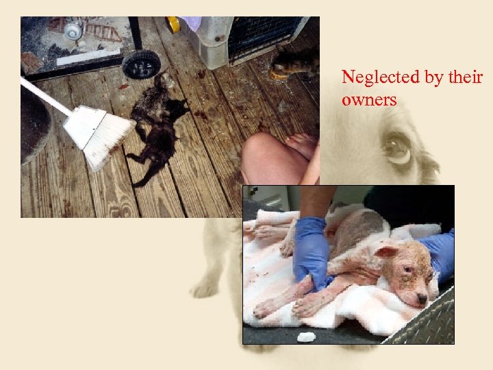 Neglected by their owners 