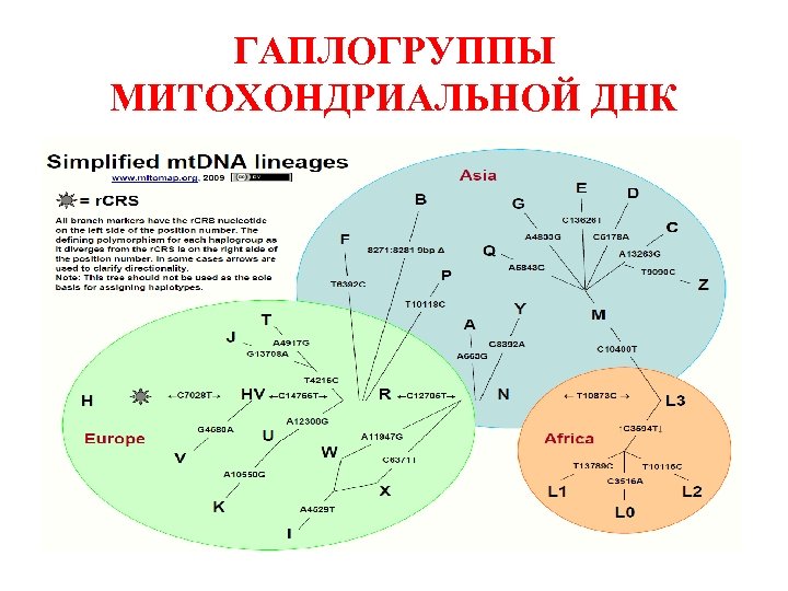 ГАПЛОГРУППЫ МИТОХОНДРИАЛЬНОЙ ДНК 