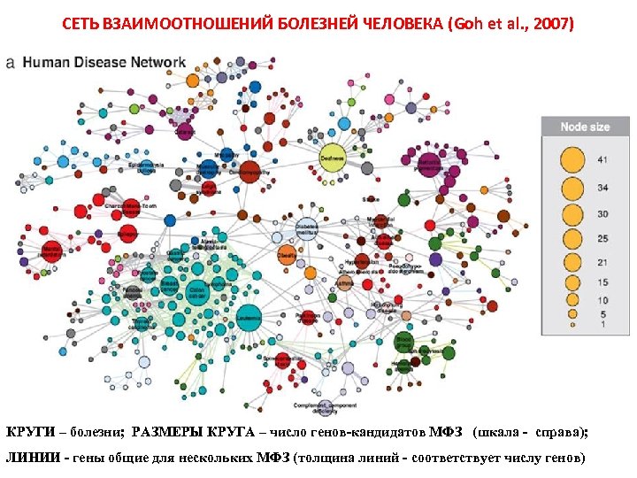 СЕТЬ ВЗАИМООТНОШЕНИЙ БОЛЕЗНЕЙ ЧЕЛОВЕКА (Goh et al. , 2007) КРУГИ – болезни; РАЗМЕРЫ КРУГА