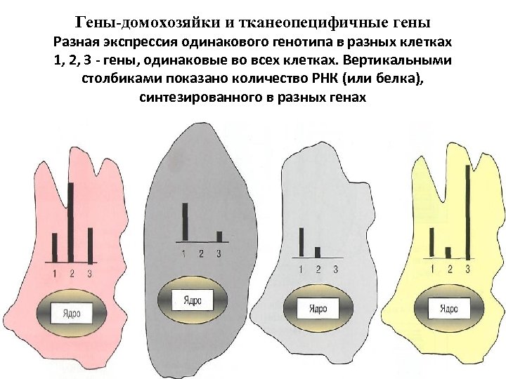 Гены-домохозяйки и тканеопецифичные гены Разная экспрессия одинакового генотипа в разных клетках 1, 2, 3