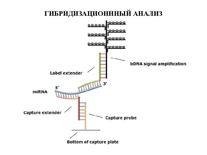 ГИБРИДИЗАЦИОНННЫЙ АНАЛИЗ 