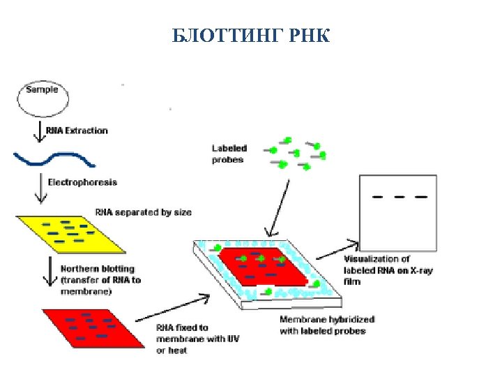 БЛОТТИНГ РНК 