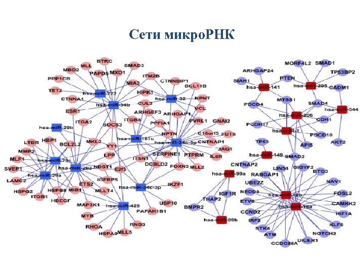 Сети микро. РНК 
