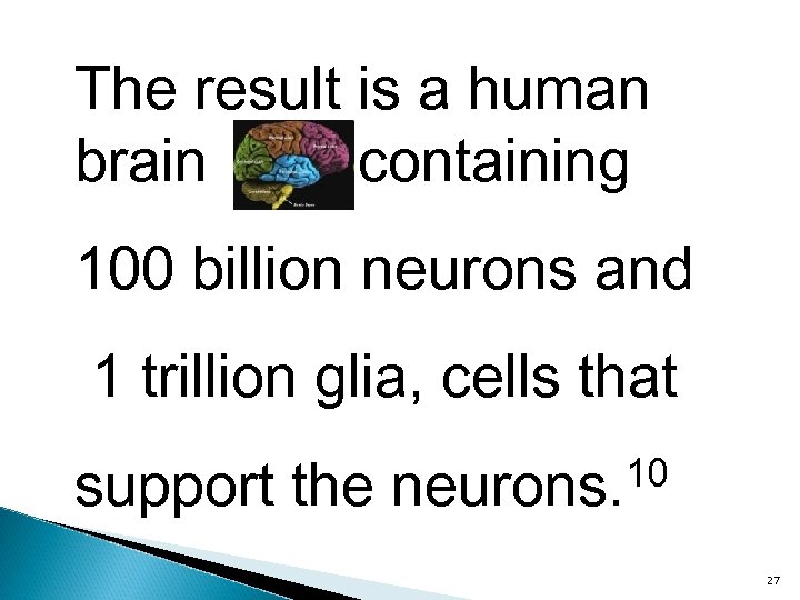 The result is a human brain containing 100 billion neurons and 1 trillion glia,