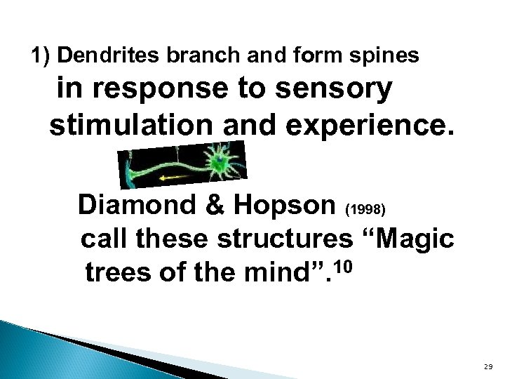 1) Dendrites branch and form spines in response to sensory stimulation and experience. Diamond