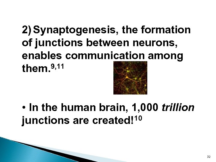 2) Synaptogenesis, the formation of junctions between neurons, enables communication among them. 9, 11