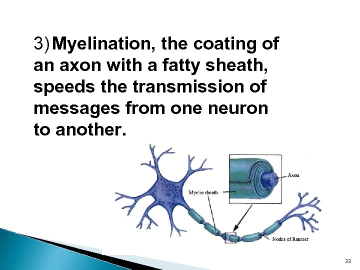 3) Myelination, the coating of an axon with a fatty sheath, speeds the transmission