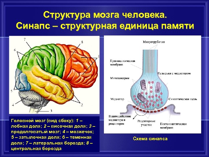 Структура мозга человека. Синапс – структурная единица памяти Головной мозг (вид сбоку): 1 –