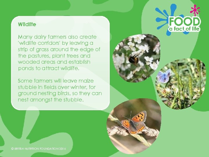 Wildlife Many dairy farmers also create 'wildlife corridors' by leaving a strip of grass