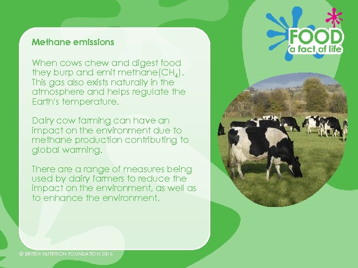 Methane emissions When cows chew and digest food they burp and emit methane(CH 4).