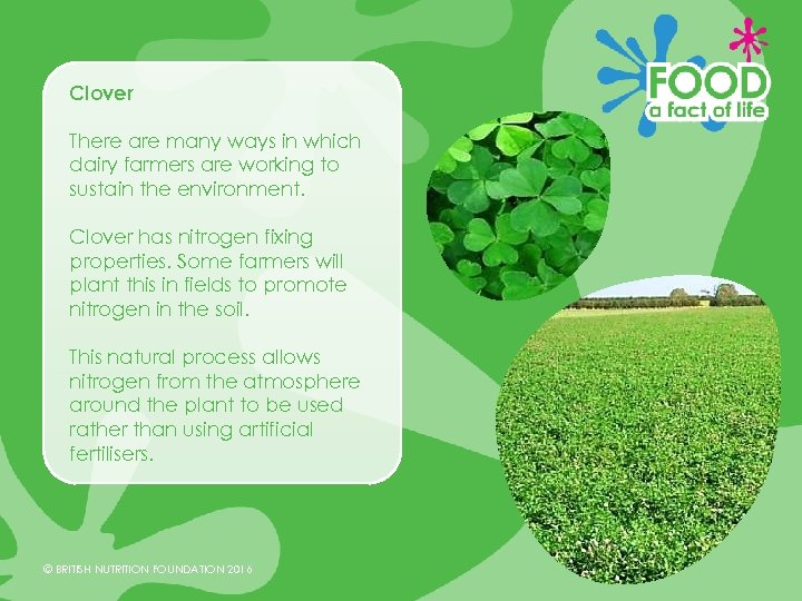 Clover There are many ways in which dairy farmers are working to sustain the