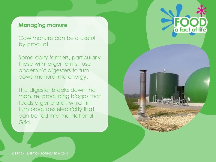 Managing manure Cow manure can be a useful by-product. Some dairy farmers, particularly those