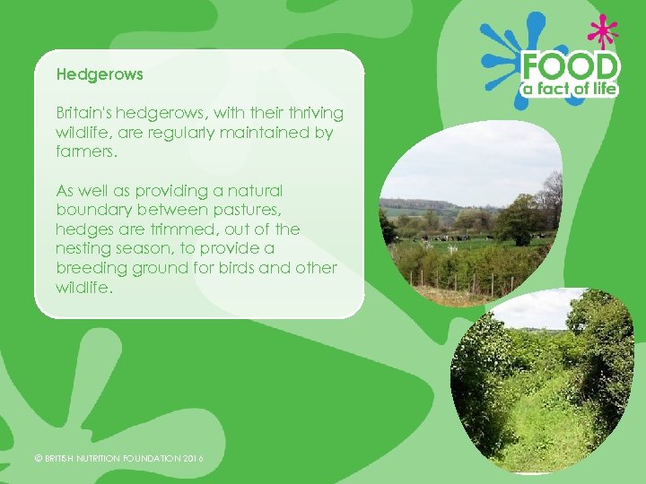 Hedgerows Britain's hedgerows, with their thriving wildlife, are regularly maintained by farmers. As well