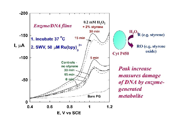 Enzyme/DNA films Peak increase measures damage of DNA by enzymegenerated metabolite 