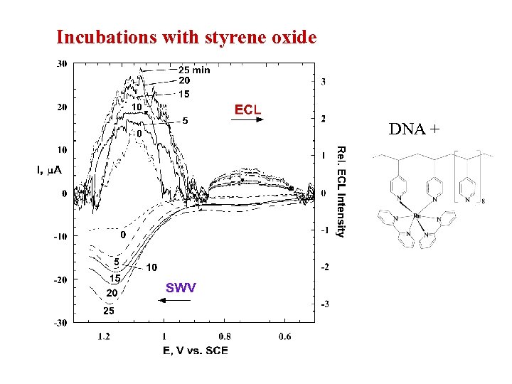 Incubations with styrene oxide DNA + 