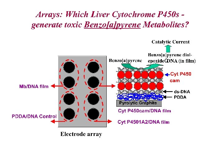 Arrays: Which Liver Cytochrome P 450 s generate toxic Benzo[a]pyrene Metabolites? 