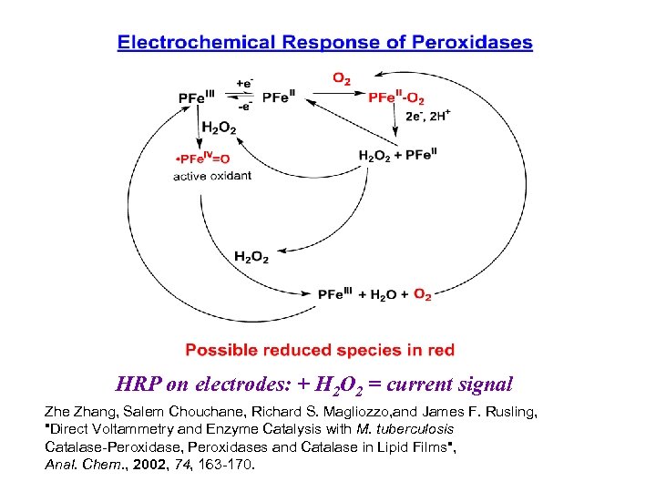 HRP on electrodes: + H 2 O 2 = current signal Zhe Zhang, Salem