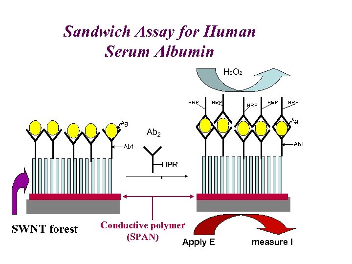 Sandwich Assay for Human Serum Albumin H 2 O 2 HRP HRP HRP Ag