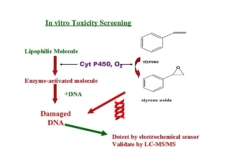 In vitro Toxicity Screening Lipophilic Molecule Cyt P 450, O 2 Enzyme-activated molecule +DNA