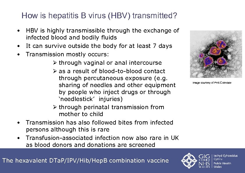 How is hepatitis B virus (HBV) transmitted? • HBV is highly transmissible through the