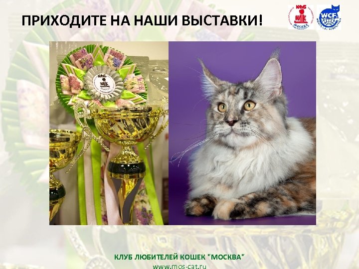 ПРИХОДИТЕ НА НАШИ ВЫСТАВКИ! КЛУБ ЛЮБИТЕЛЕЙ КОШЕК 