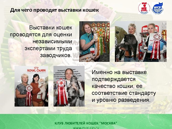 Для чего проводят выставки кошек Выставки кошек проводятся для оценки независимыми экспертами труда заводчиков.