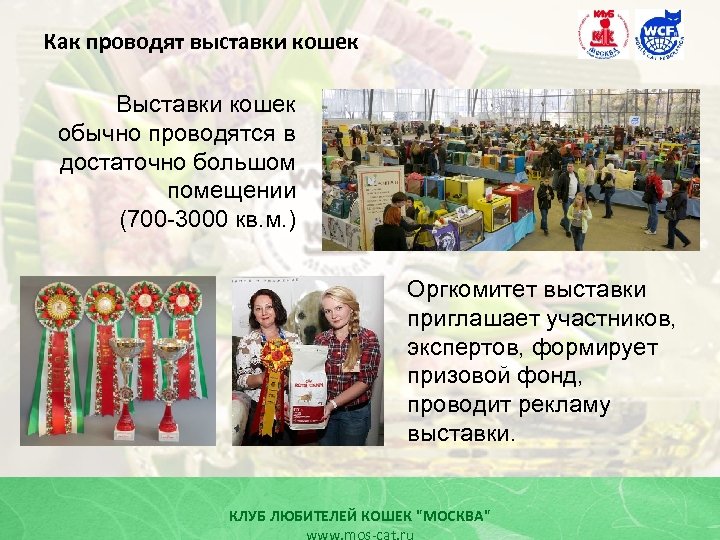 Как проводят выставки кошек Выставки кошек обычно проводятся в достаточно большом помещении (700 -3000