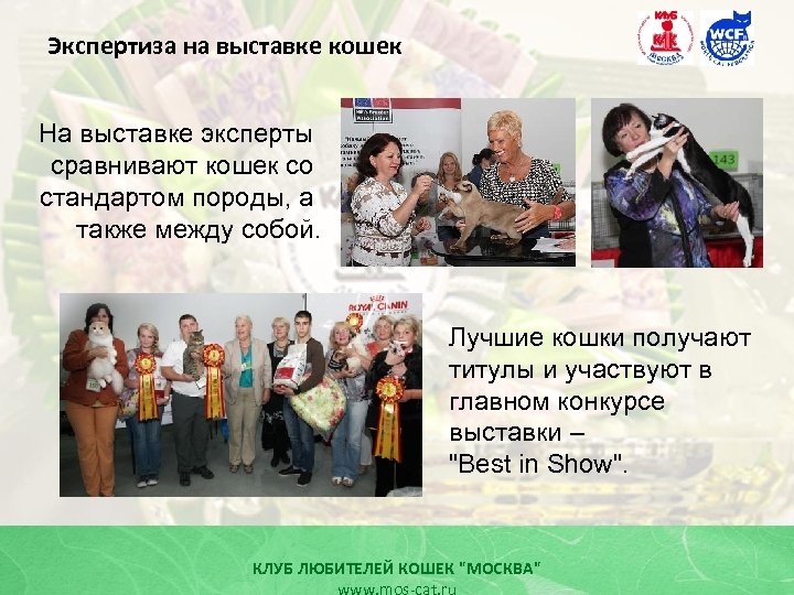 Экспертиза на выставке кошек На выставке эксперты сравнивают кошек со стандартом породы, а также