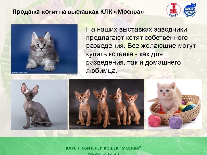 Продажа котят на выставках КЛК «Москва» На наших выставках заводчики предлагают котят собственного разведения.
