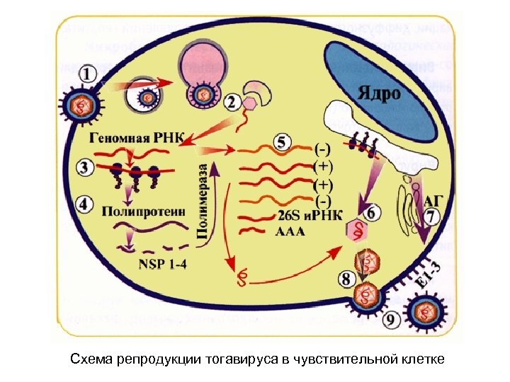 Репродукция вируса гриппа происходит