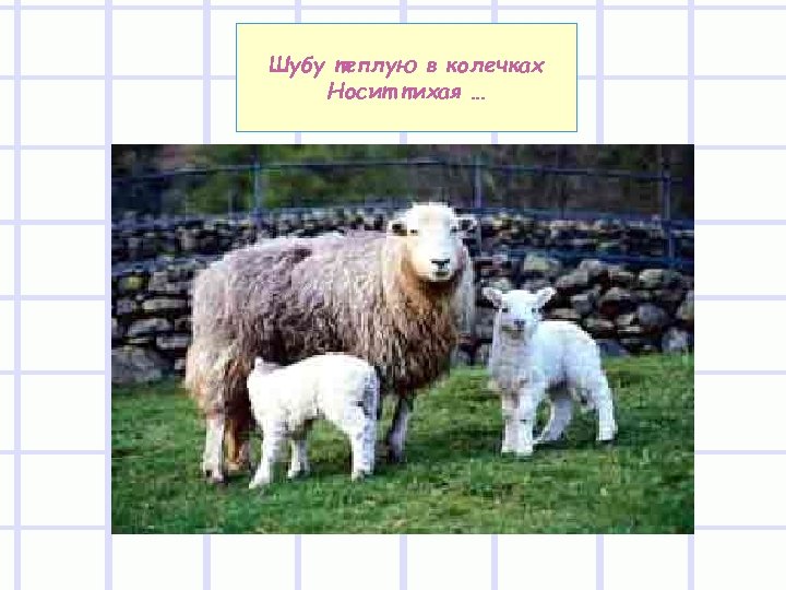 Шубу теплую в колечках Носит тихая … 