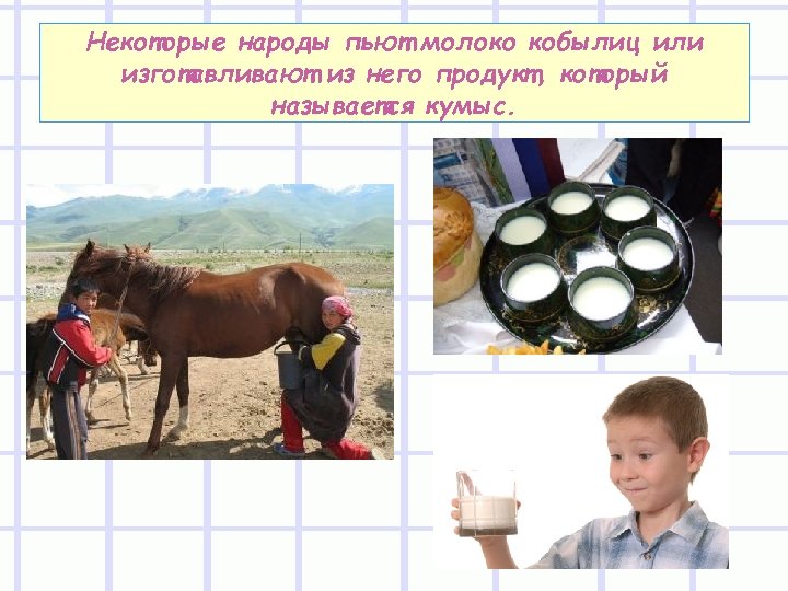 Некоторые народы пьют молоко кобылиц или изготавливают из него продукт, который называется кумыс. 