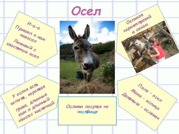 Осел Пр И- а-а иш е нов л к н осе ам л Л