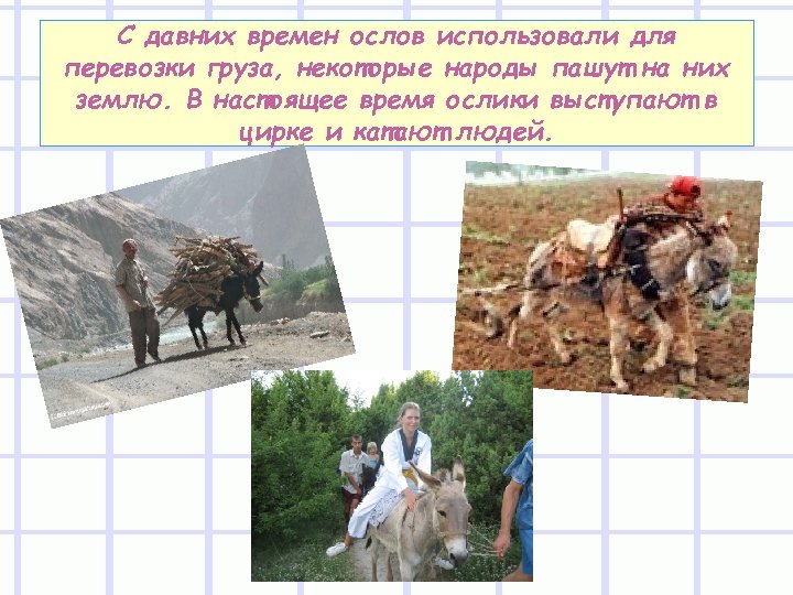 С давних времен ослов использовали для перевозки груза, некоторые народы пашут на них землю.