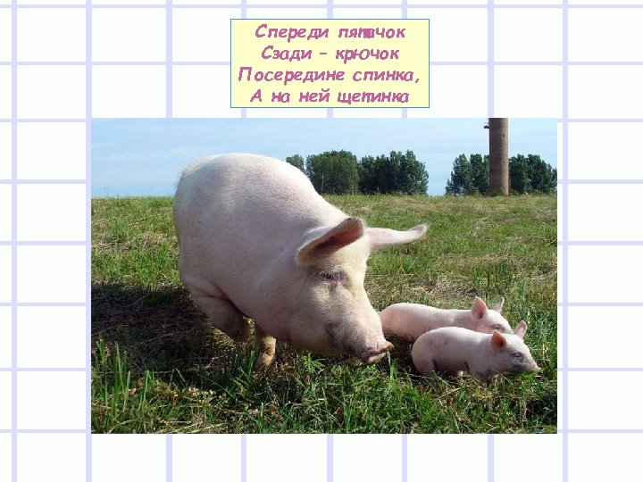 Спереди пятачок Сзади – крючок Посередине спинка, А на ней щетинка 