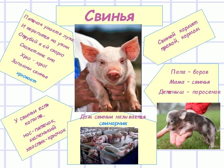 Пя тач ок И ум тор ое оп тв От итс лу руб ян