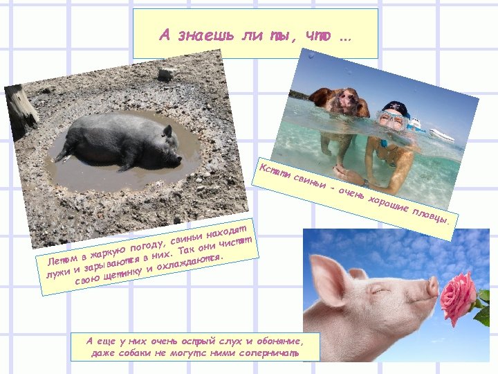 А знаешь ли ты, что … Кста одят ьи нах тят н ис у,