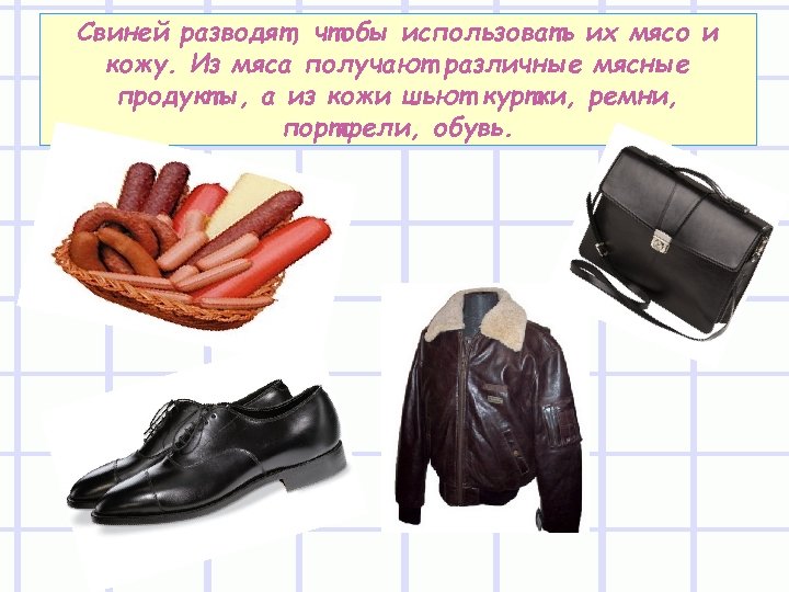 Свиней разводят, чтобы использовать их мясо и кожу. Из мяса получают различные мясные продукты,