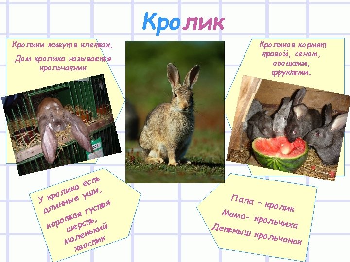 Кролики живут в клетках. Кроликов кормят травой, сеном, овощами, фруктами. Дом кролика называется крольчатник