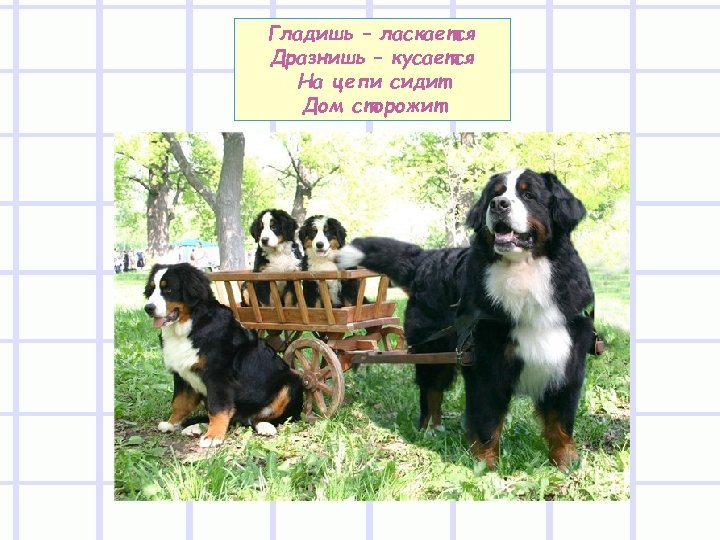 Гладишь – ласкается Дразнишь – кусается На цепи сидит Дом сторожит 