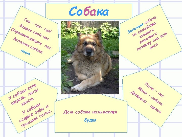 Гав Собака –г авдра гав Ох вс ран ! вой яет но дво За